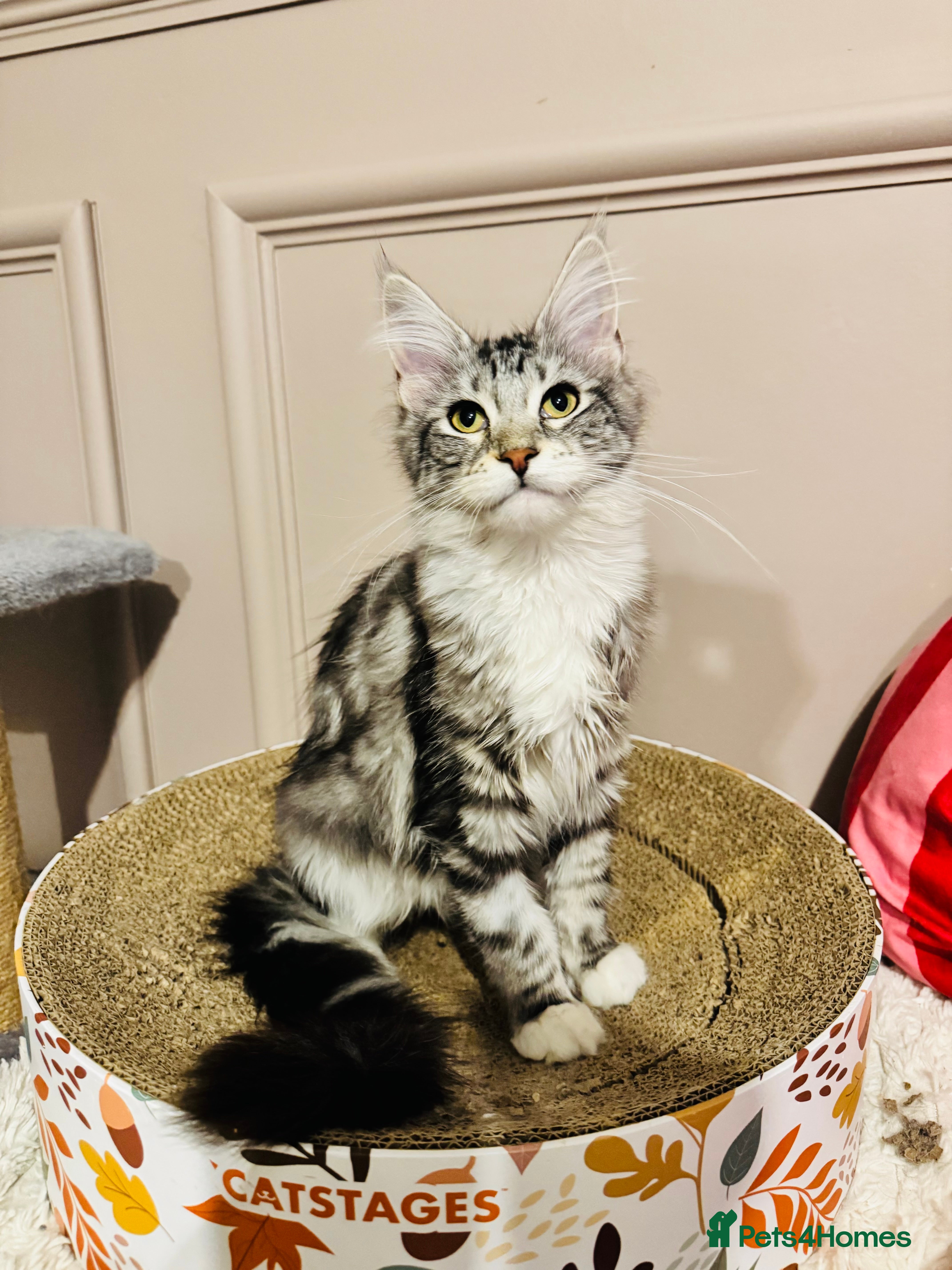 Maine Coon cats Maine Coon kittens TICA reg. Last girl  available  - Advert 2