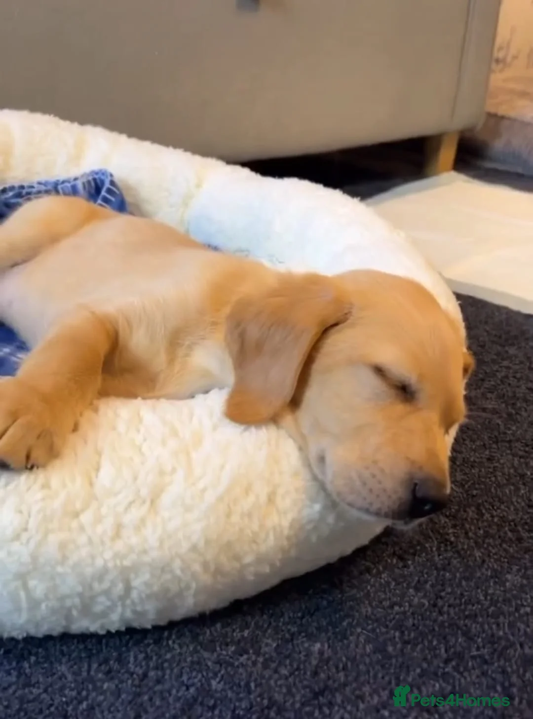 Labrador Retriever dogs for sale: Labrador puppys - Advert 4