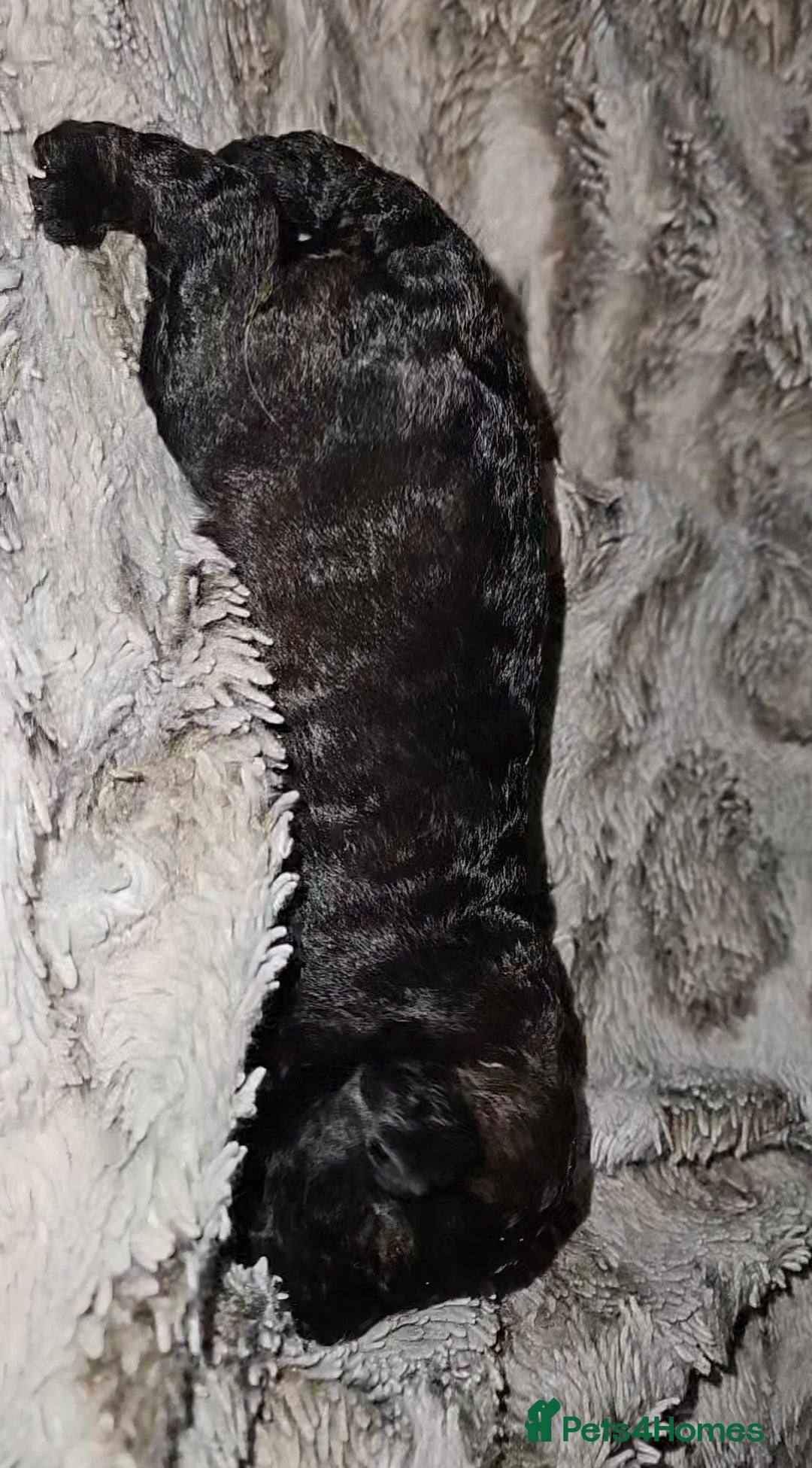 Mixed Breed dogs for sale: Beautiful Stunning Westiepoo Puppies - Advert 4