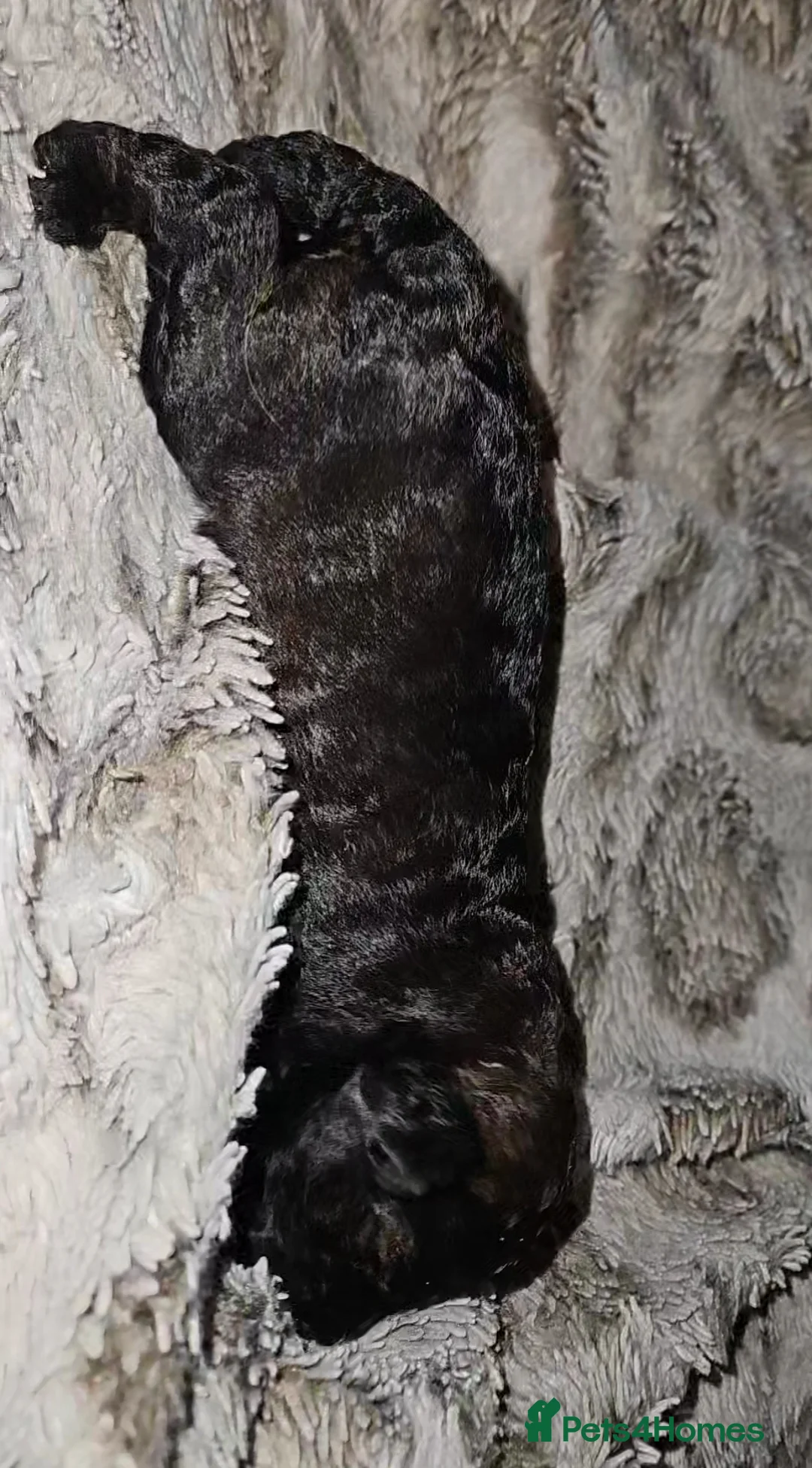 Mixed Breed dogs for sale: Beautiful Stunning Westiepoo Puppies - Advert 9