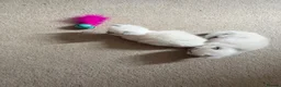 Ragdoll cats for sale: GCCF Ragdoll Kittens - Advert 9