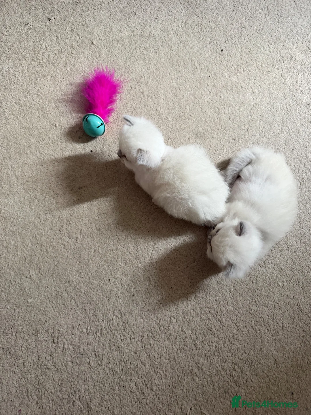 Ragdoll cats for sale: GCCF Ragdoll Kittens - Advert 9
