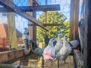 Pigeons birds - Advert 1