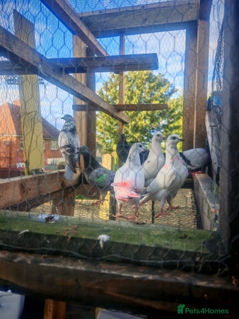Pigeons birds - Advert 14