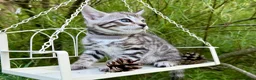 Bengal cats for sale: Beautiful Bengal kittens  - Advert 15