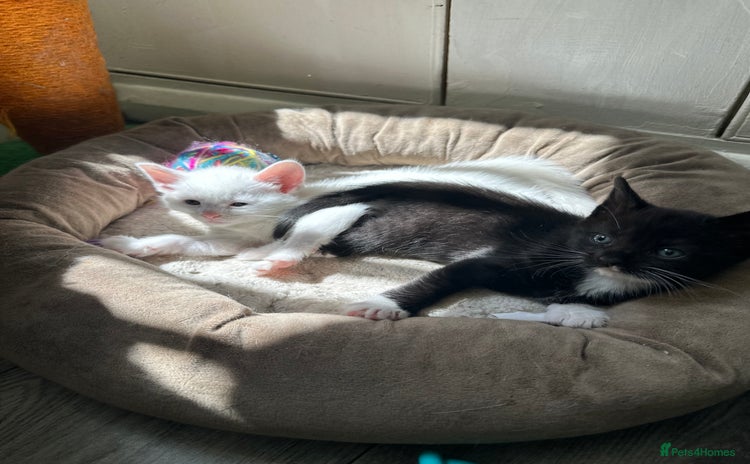 Domestic Shorthair cats - Advert 17