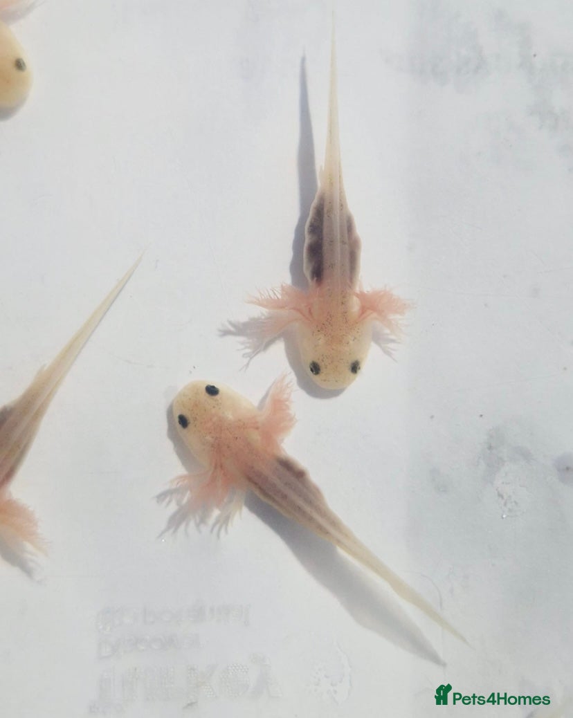 Axolotl reptiles Baby albino axolotls  - Advert 1