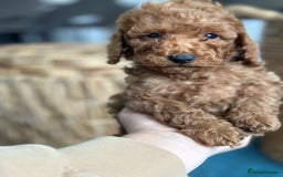 Miniature Poodle dogs for sale: 🐾 Beautiful KC 🦊 Red Miniature Poodle Puppies 🐾 - Image 28