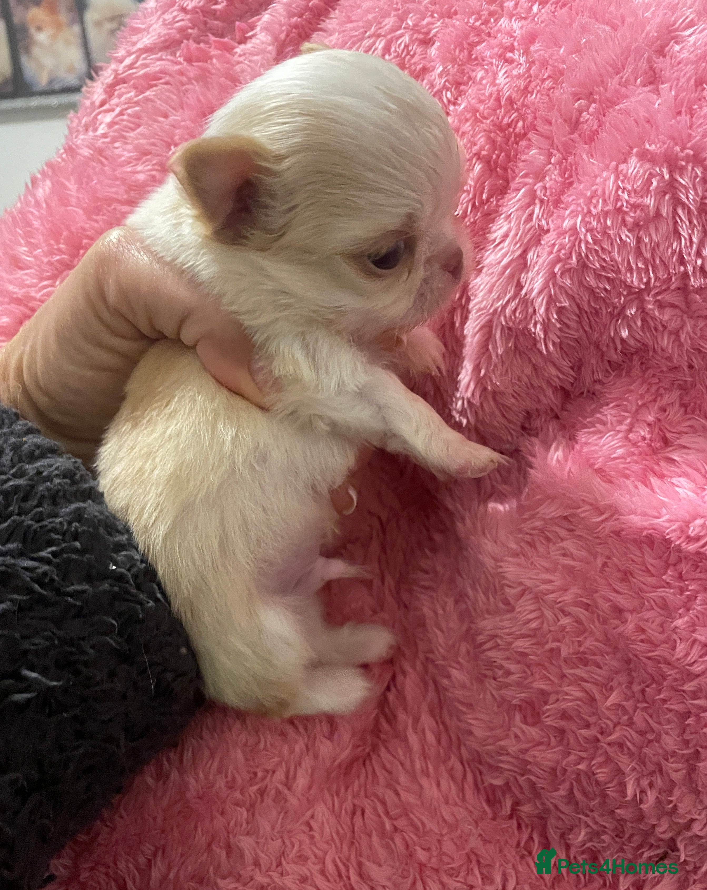 Chihuahua dogs Gorgeous , tiny Longcoat Boy Kc 🌟🌟🌟🌟🌟 - Advert 18