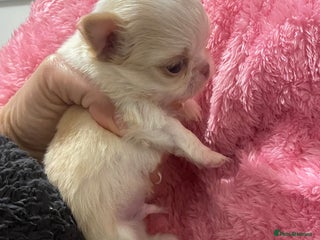 Chihuahua dogs Gorgeous , tiny Longcoat Boy Kc 🌟🌟🌟🌟🌟 - Advert 5