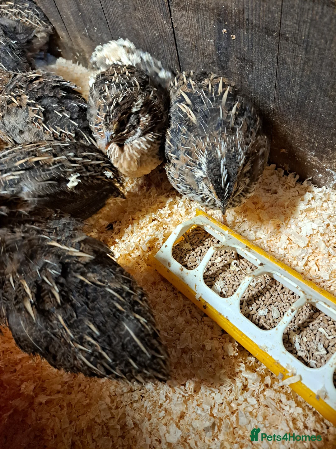Quail poultry for sale: Japanese courtnix quails  - Advert 2