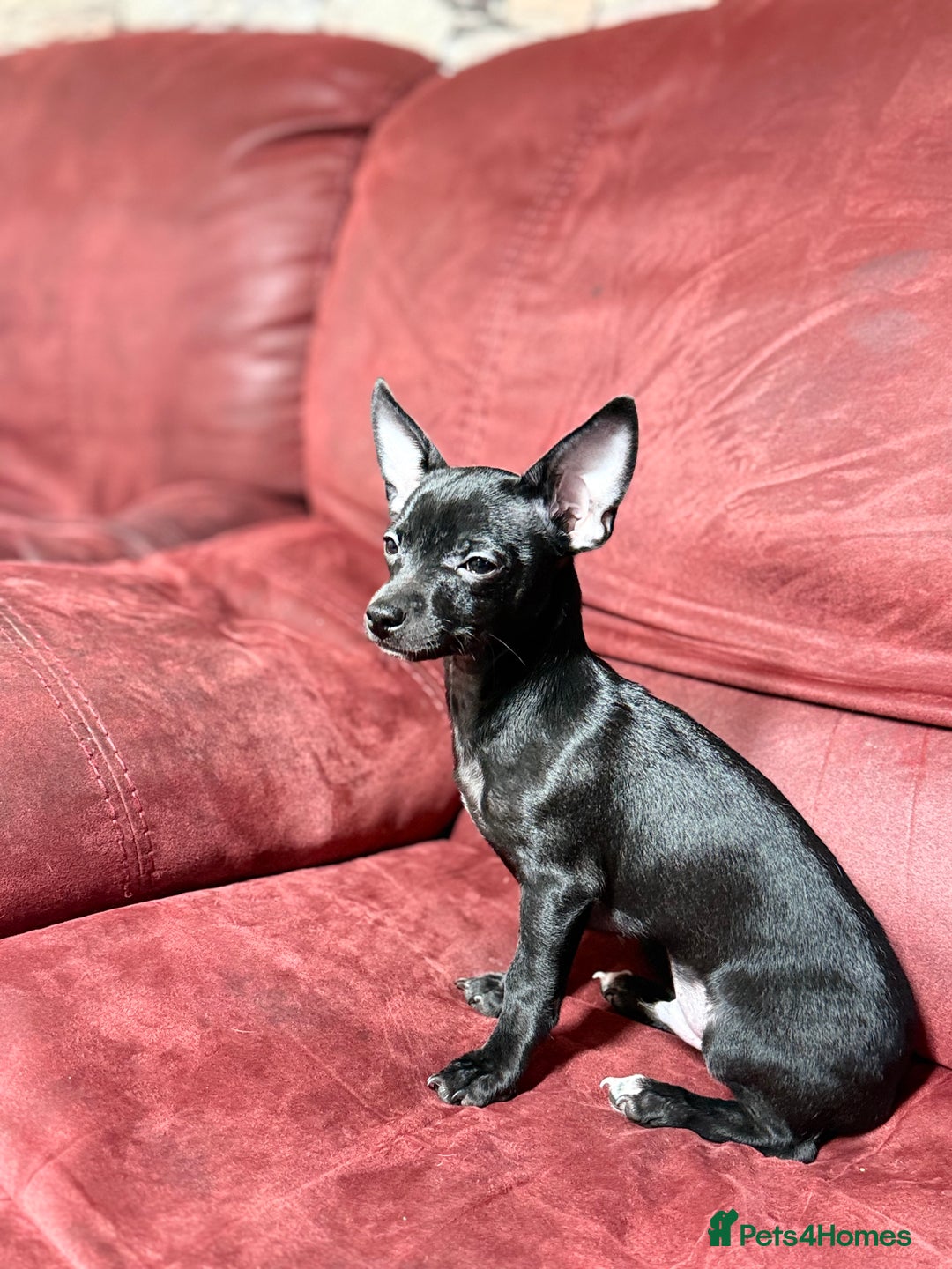 Chihuahua dogs for sale: 🐾 Beautiful Chihuahua Puppies - Advert 3