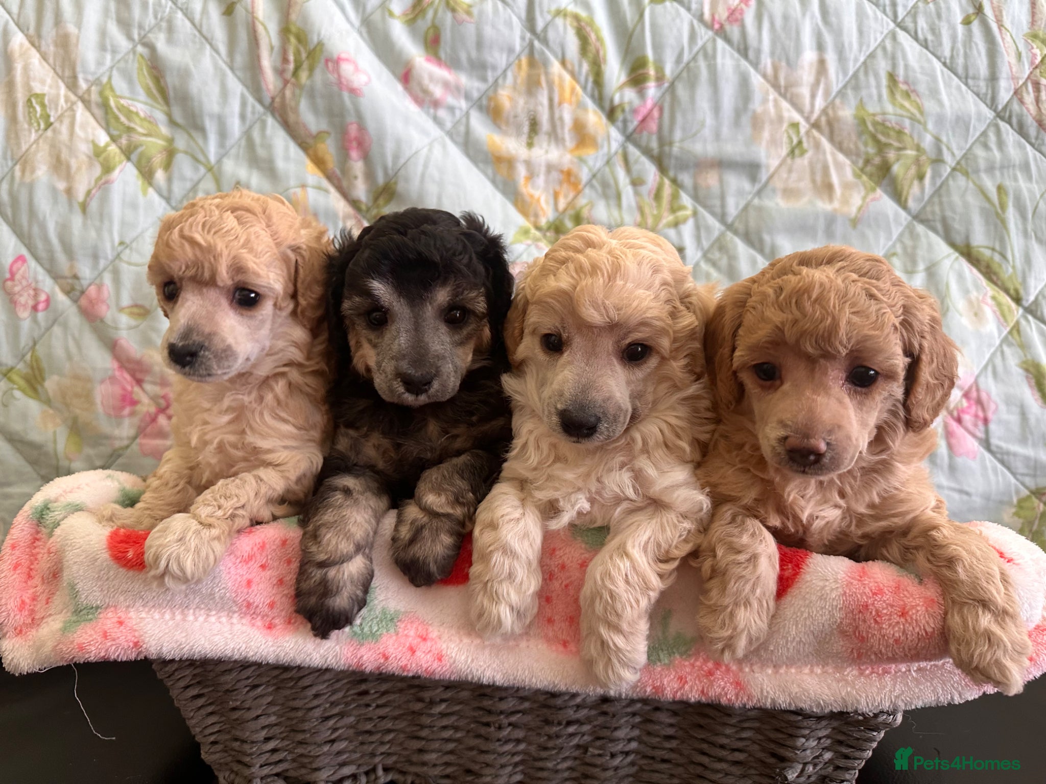 Toy Poodle dogs 🐩 extensively health tested Kc Toy poodle Puppies - Advert 3