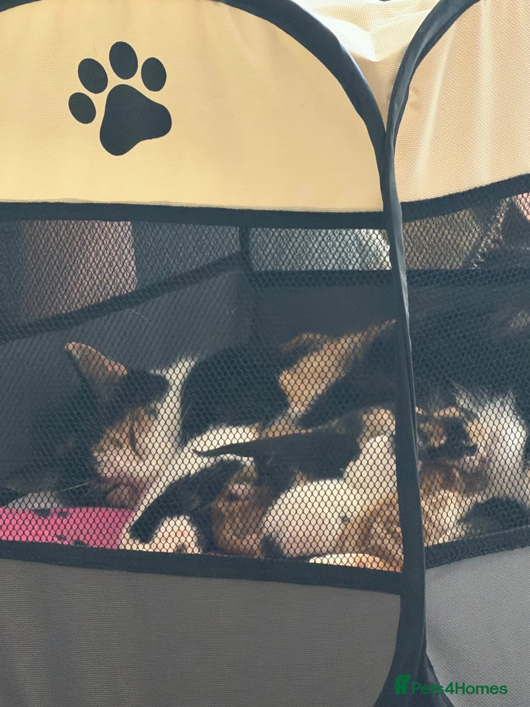 Mixed Breed cats for sale: 5 beautiful kittens - Advert 1