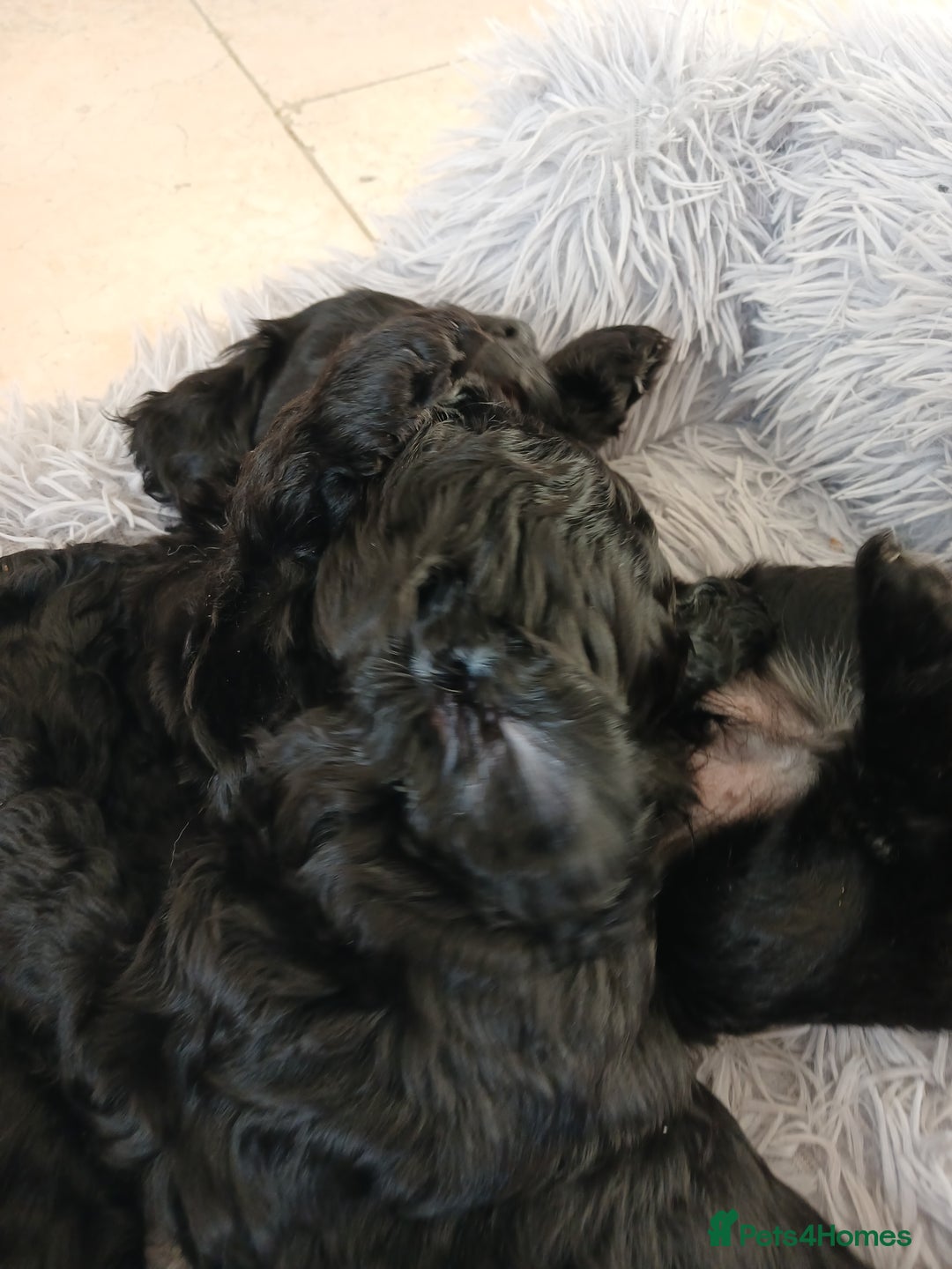Cockapoo dogs for sale: Toy Cockapoo Puppies Looking for Loving Homes - Advert 19