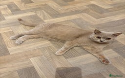 British Shorthair cats for sale: British Shorthair GCCF Lilac Cream Tortoiseshell  - Image 7