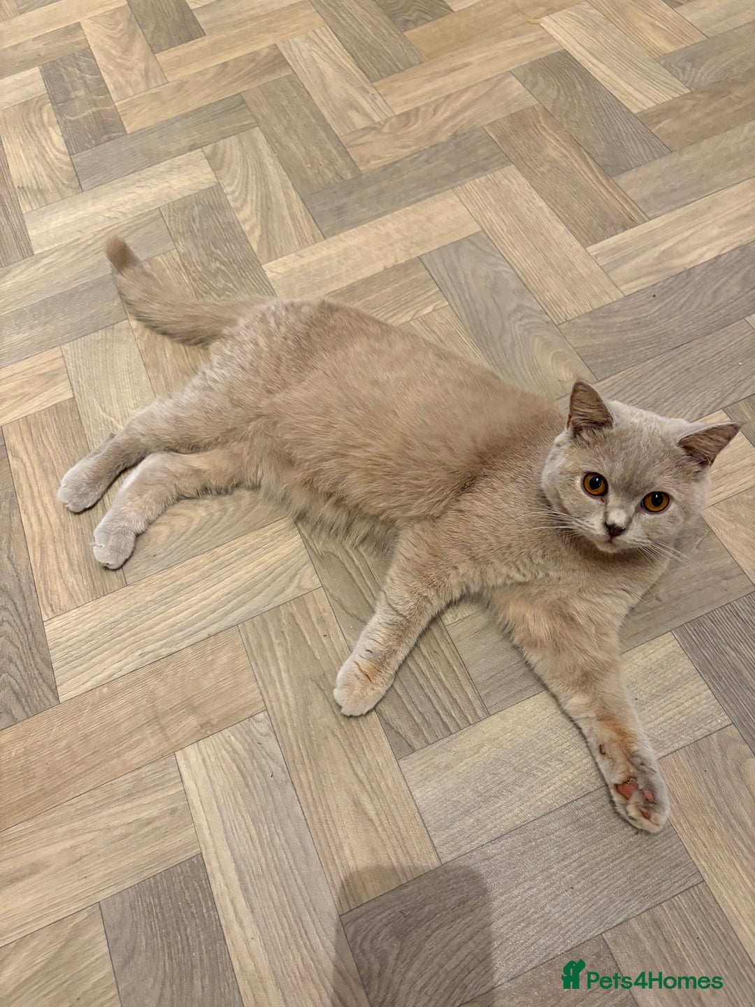 British Shorthair cats for sale: British Shorthair GCCF Lilac Cream Tortoiseshell  - Image 7
