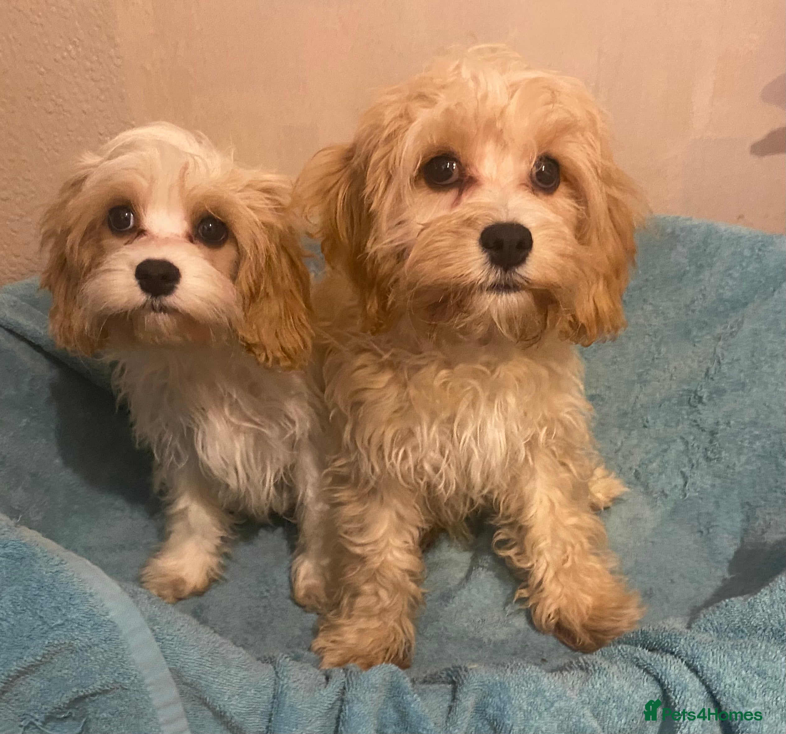 Cavapoo dogs Top quality DNA clear Inc BVA Eyes/Heart  - Advert 5