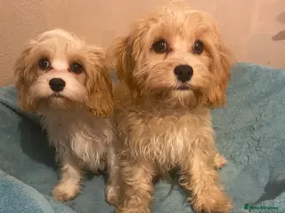 Cavapoo dogs Top quality DNA clear Inc BVA Eyes/Heart - Advert 5