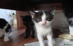 Mixed Breed cats for sale: BSH X Ragdoll - Image 4