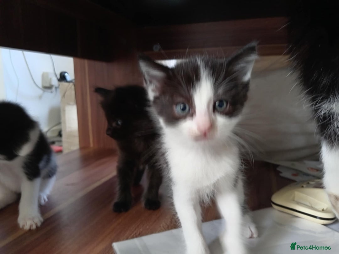 Mixed Breed cats for sale: BSH X Ragdoll - Image 4