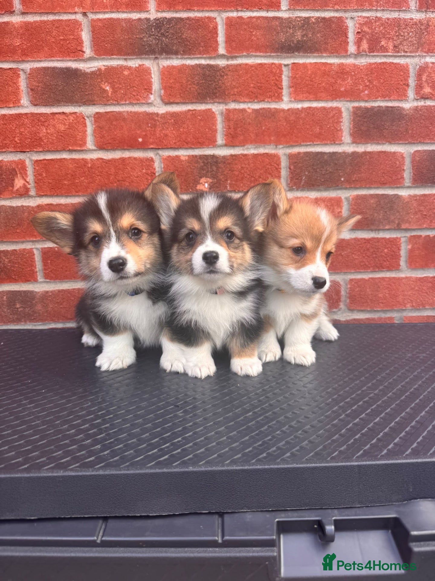 Welsh Corgi Pembroke dogs Ready now! Kc pembroke corgi puppies - Advert 3