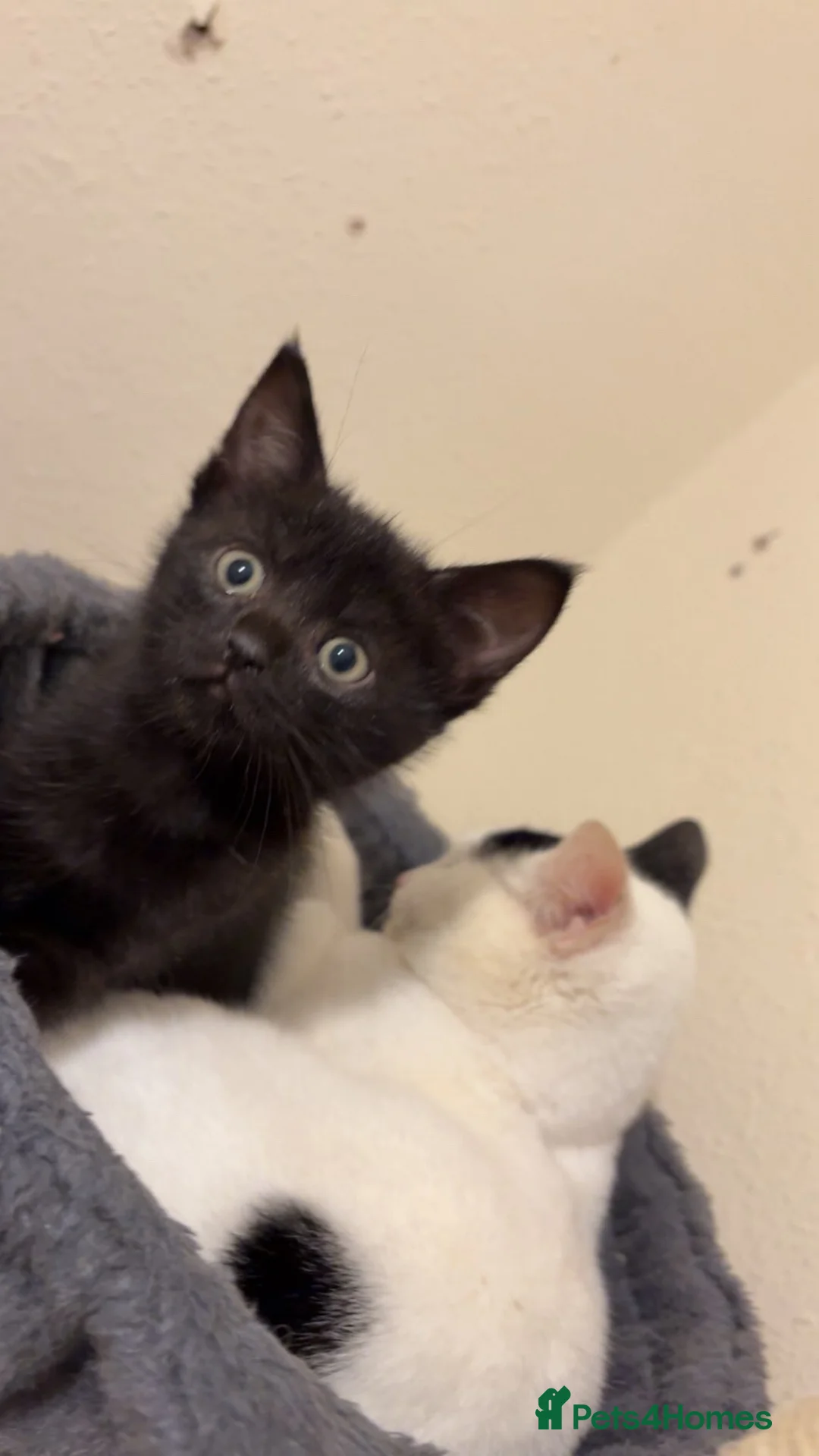 Mixed Breed cats for sale: Desperate need of home  - Advert 3