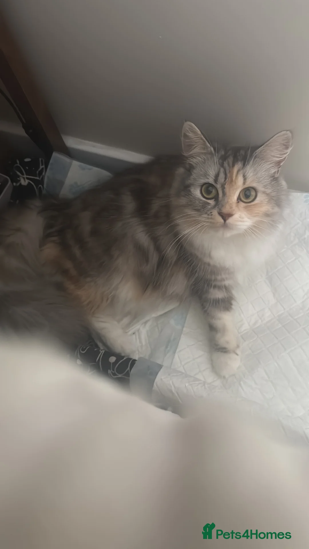 Mixed Breed cats for sale: Persian cross  in St. Neots - Advert 12