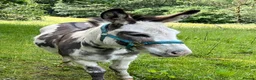 Donkey livestock for sale: 2 donkey gelding for sale - Advert 11