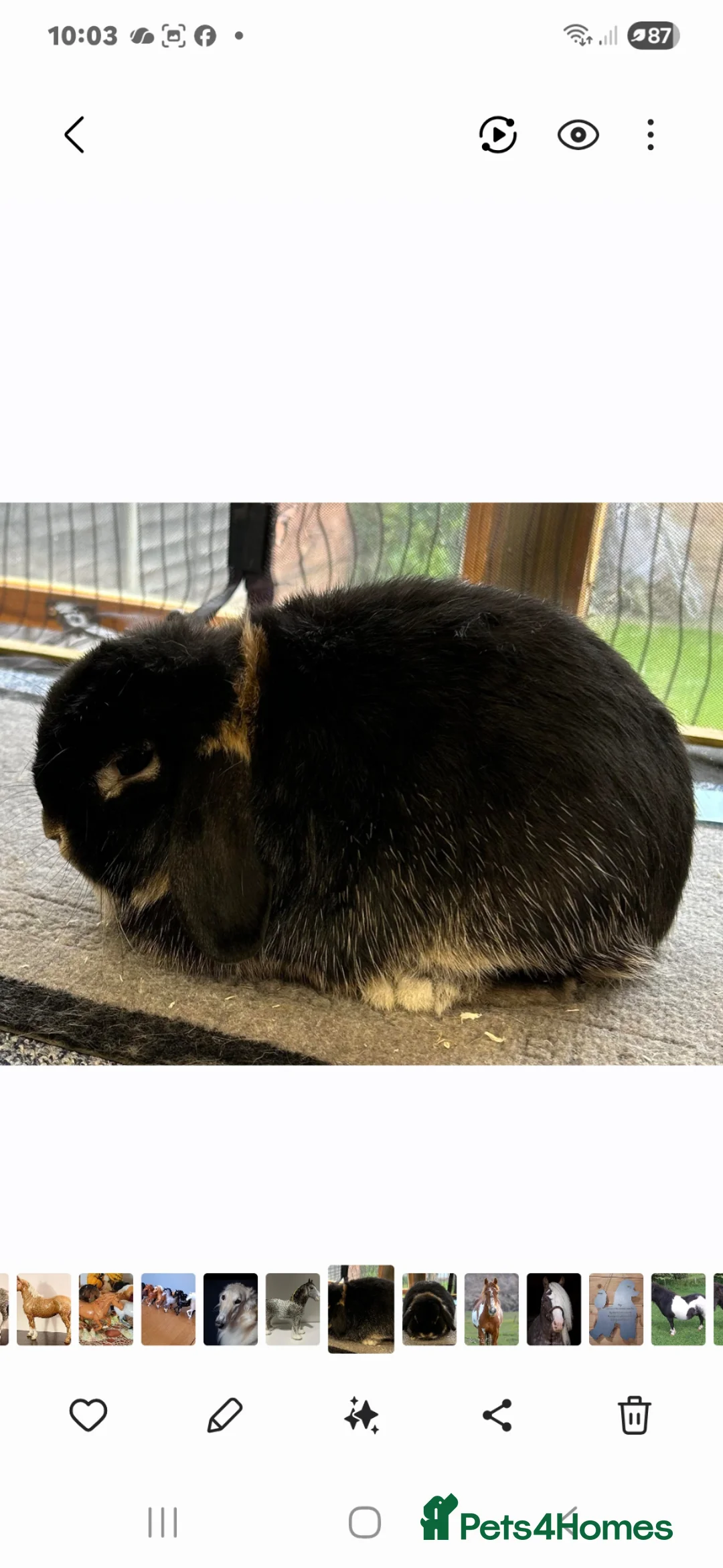 Mini Lop rabbits for sale: Older Pure Mini lop Buck . Vaccinated  - Advert 2