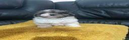 Shihpoo dogs for sale: rare shipoo ready to go in Ilford - Advert 5