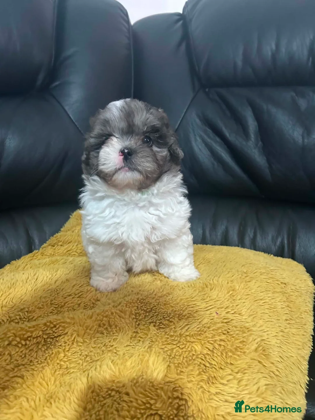 Shihpoo dogs for sale: rare shipoo ready to go in Ilford - Advert 5