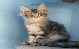 Maine Coon cats for sale: Ready to go!  Stunning Mainecoon Kittens  - Image 1