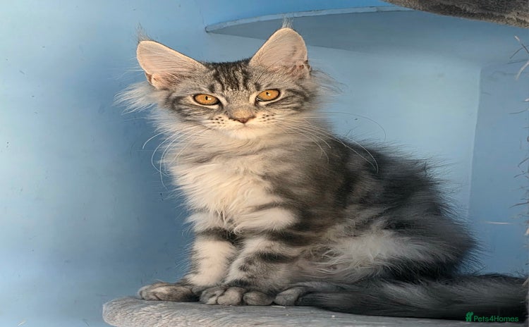 Maine Coon cats - Advert 16