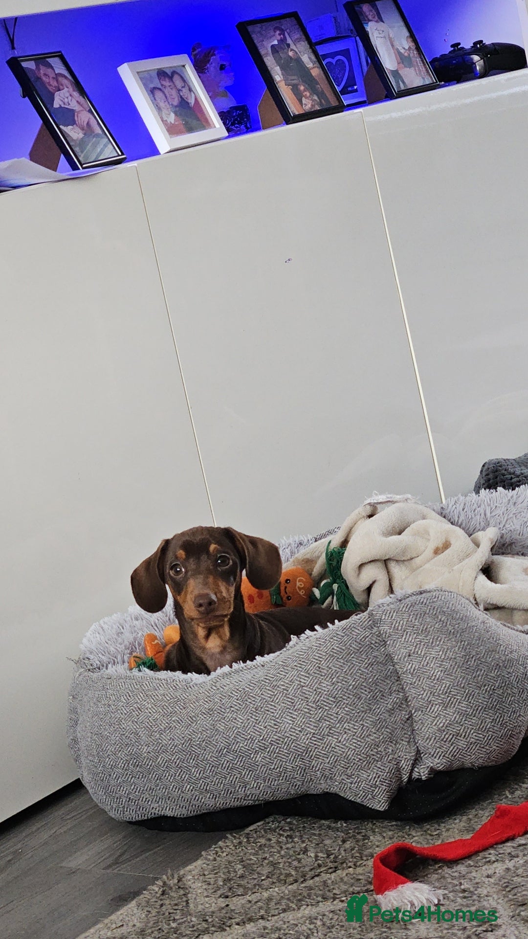 Miniature Dachshund dogs for stud: STUD available  - Image 35
