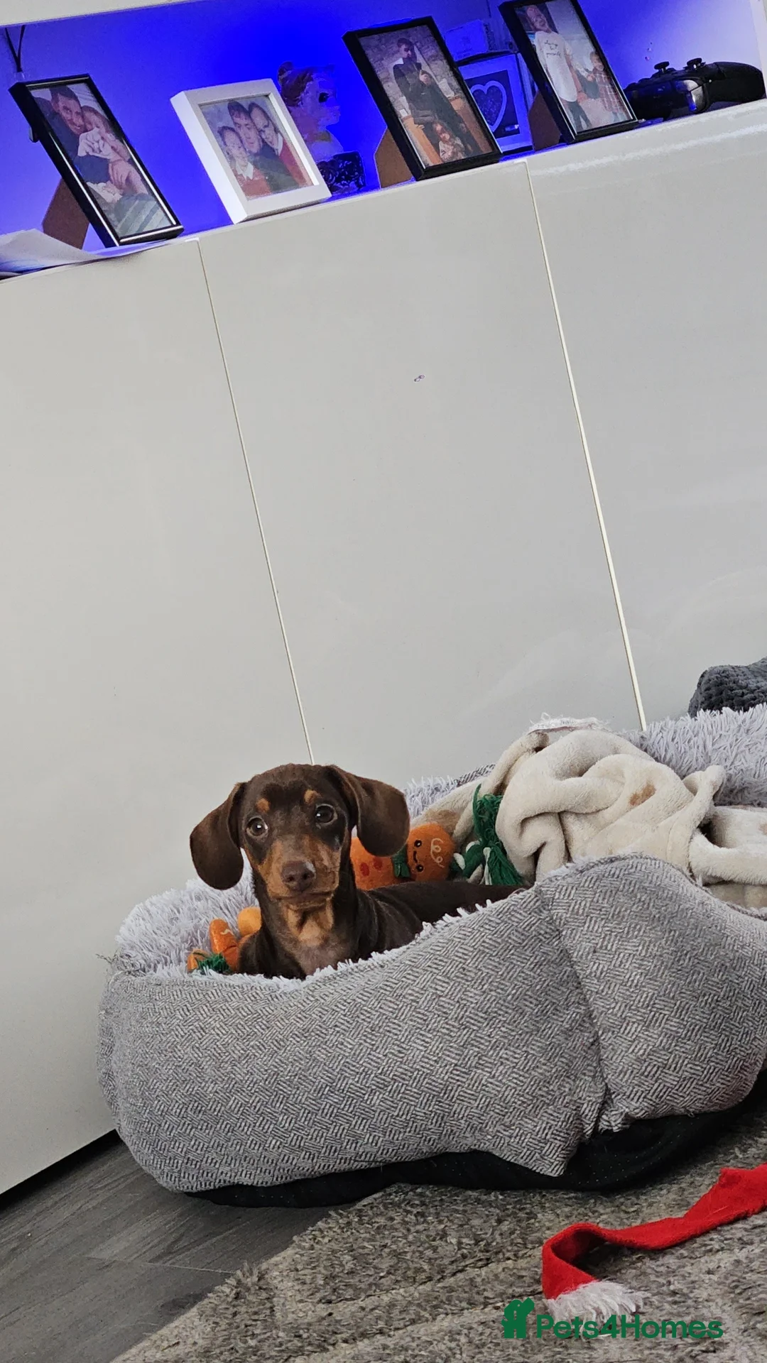 Miniature Dachshund dogs for stud: STUD available  - Advert 27