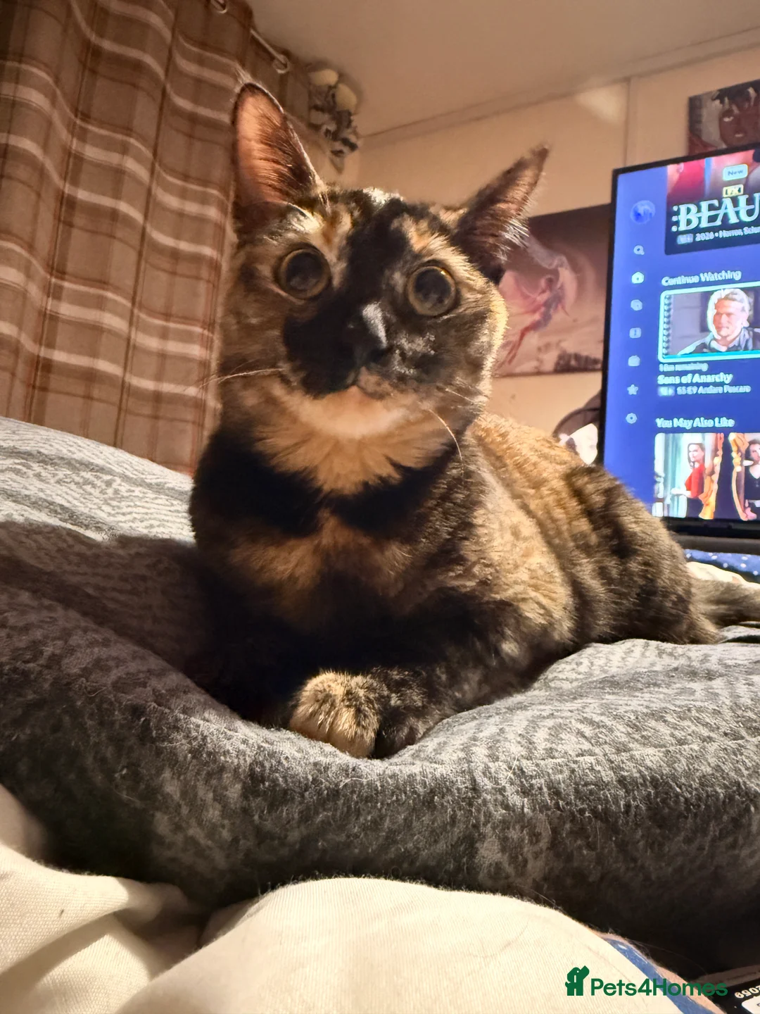 Mixed Breed cats for sale: Desperate need of home  - Advert 1