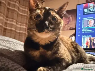 Mixed Breed cats Desperate need of home - Advert 1