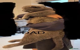 British Shorthair cats for sale: 1 Boy Left-GCCF Pedigr Pure Blue British Shorthair - Image 15