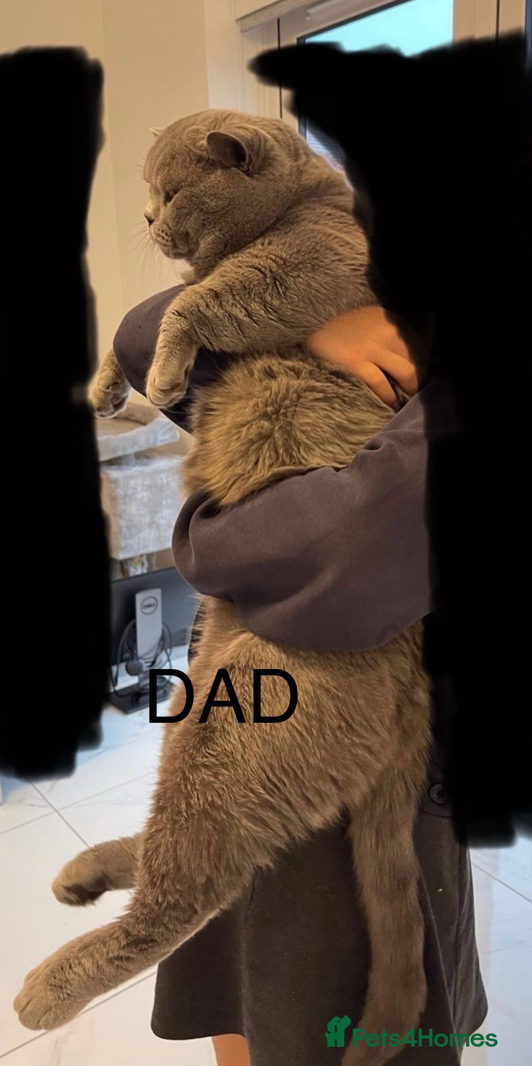 British Shorthair cats for sale: 1 Boy Left-GCCF Pedigr Pure Blue British Shorthair - Image 15