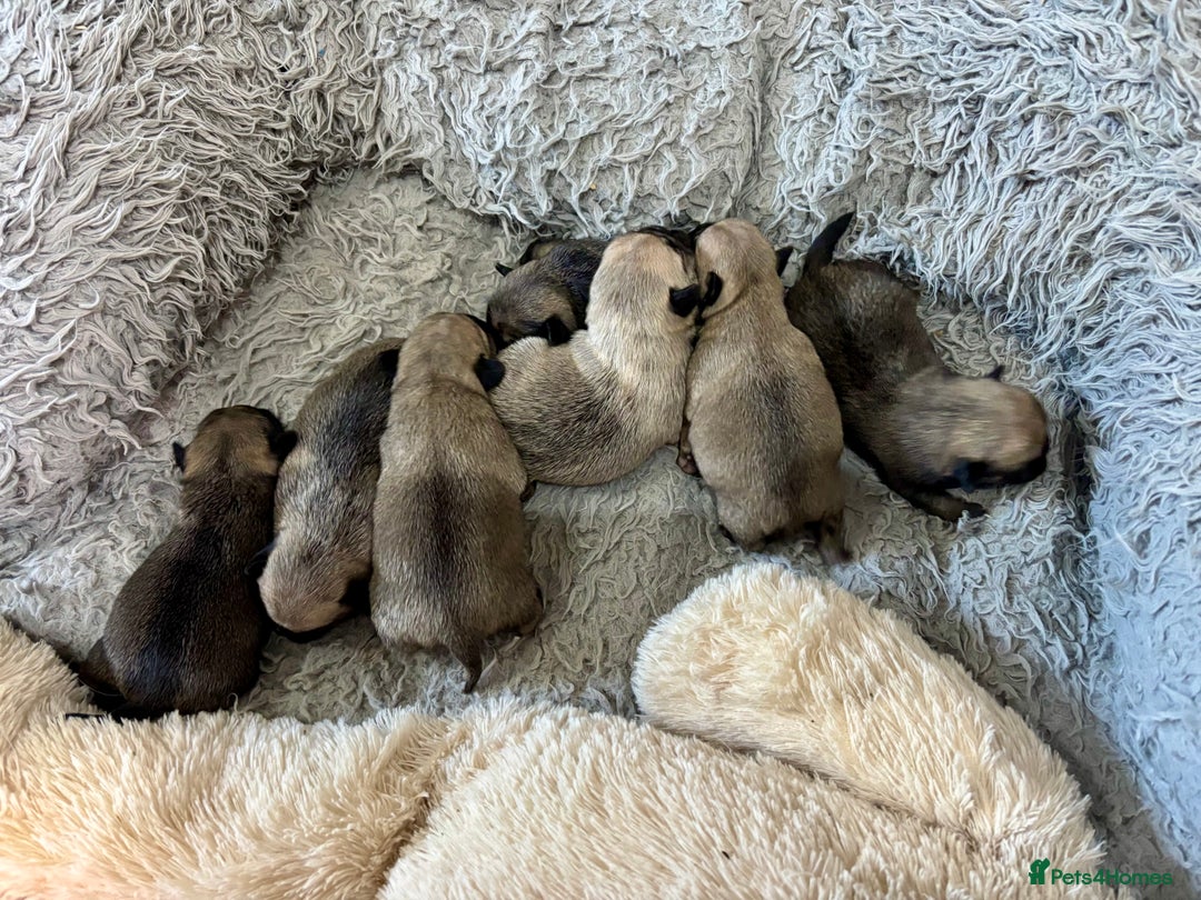 Pug dogs for sale: Beautiful Pug Puppies - Advert 1