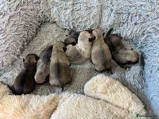 Pug dogs Beautiful Pug Puppies - Advert 10