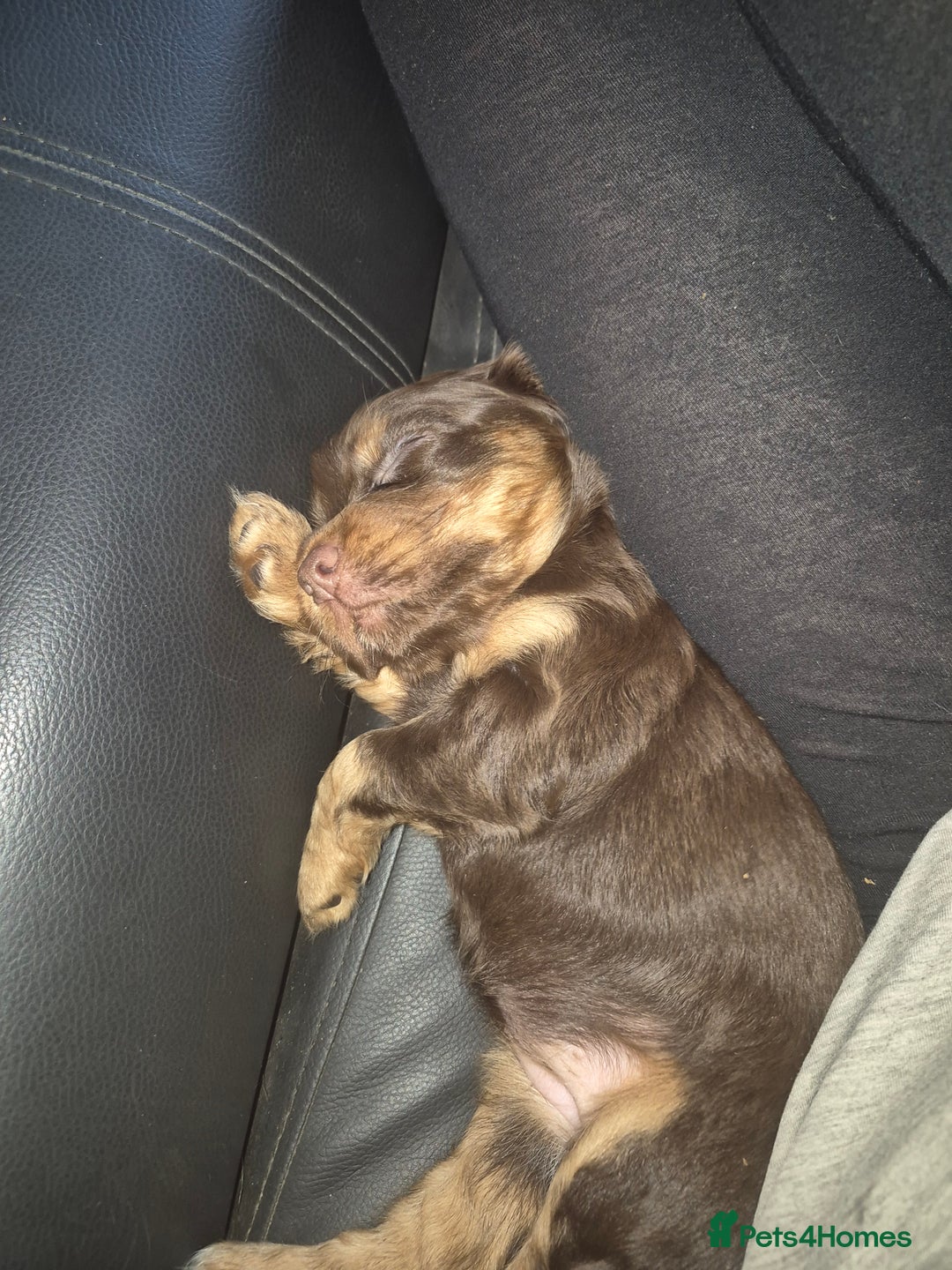 Cocker Spaniel dogs for sale: Cocker spaniels - Image 3