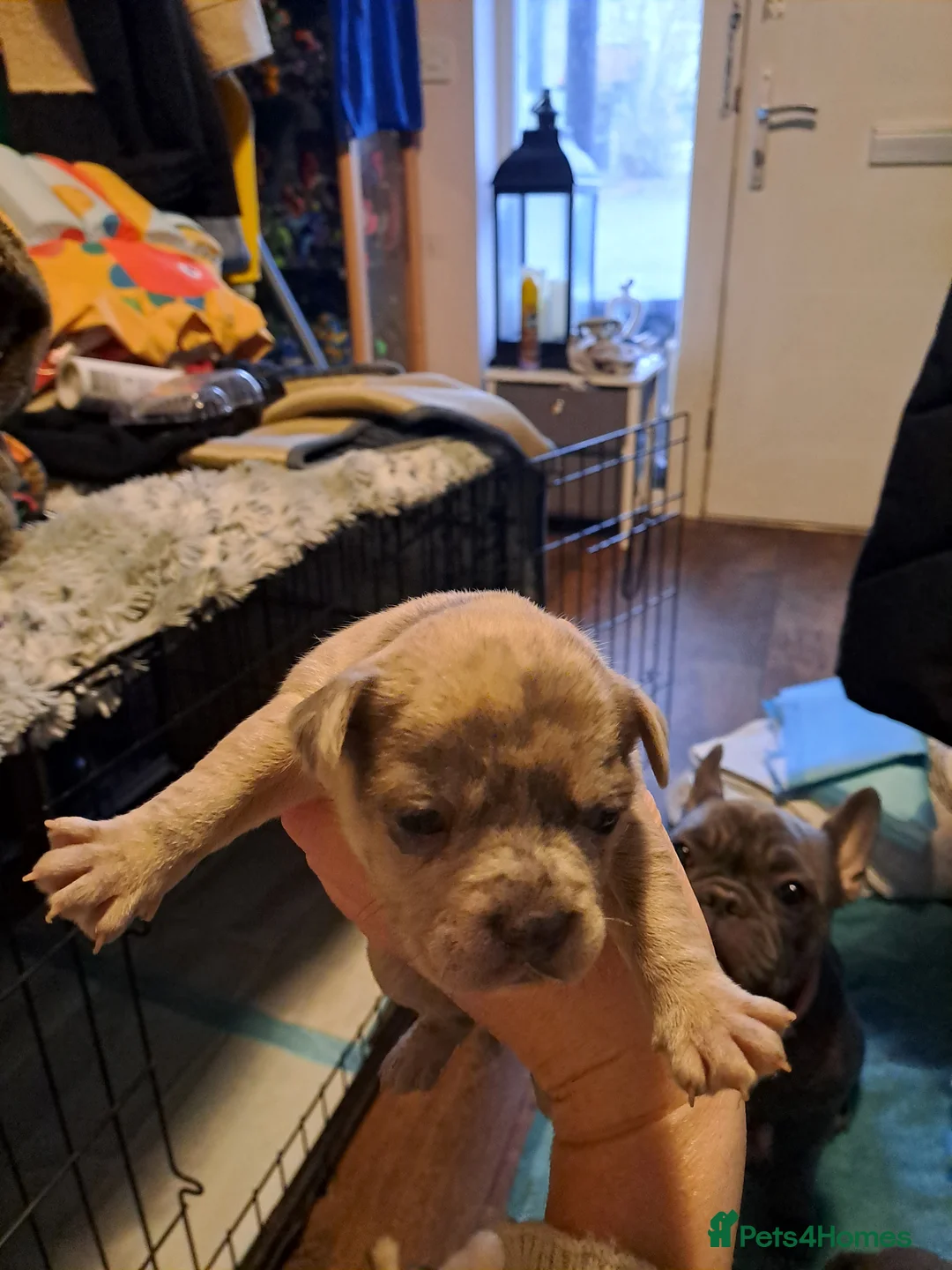 Mixed Breed dogs for sale: 8 puppies for sale - Advert 6