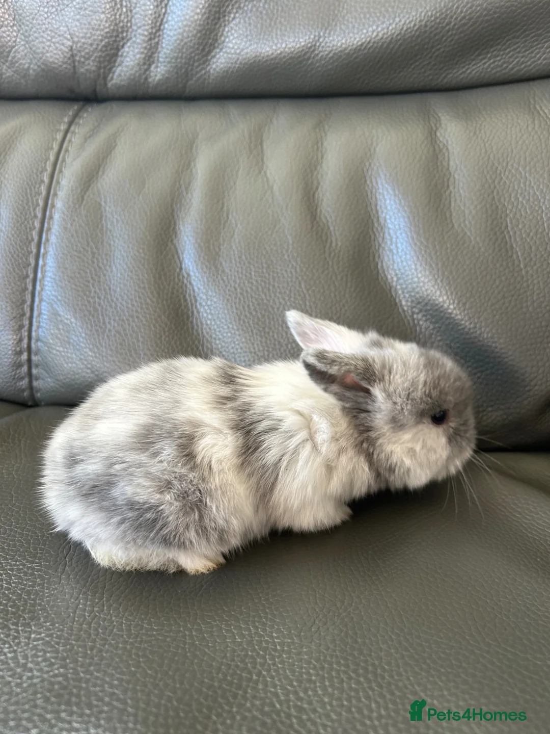 Mini Lop rabbits for sale: Pure Bred Mini Lop Baby Rabbits Born  **  Sunday in Liverpool - Advert 2