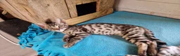 Mixed Breed cats for sale: Beautiful 3/4 Bengal, 1/4 Siamese kittens  - Advert 2