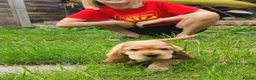 Cocker Spaniel dogs for sale: Gorgeous KC Show Cocker Babies  - Advert 13