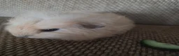 Guinea Pig rodents for sale: 1 swiss 1 shorthaired - Advert 3