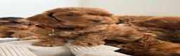 Cockapoo dogs for sale: ⚜️🌸Lady Whistledown  F1 Premium Cockapoos🌸⚜️ - Advert 8