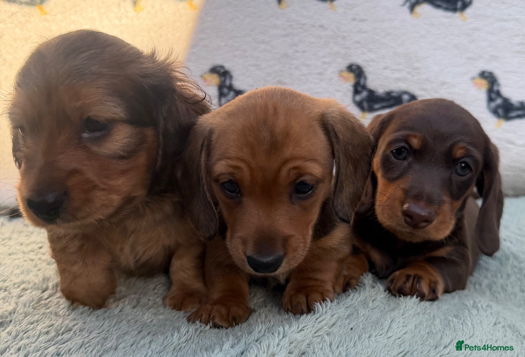 Miniature Dachshund dogs Quality miniature dachshunds  - Advert 1